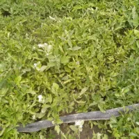 نهال گوجه فرنگی ( بذر سوپر استار)