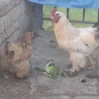 مرغ و خروس برهما وسلطان