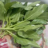 کرفس