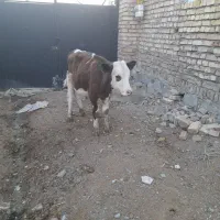 باسلام خدمت دوستان عزیز گوساله نر سمینتال