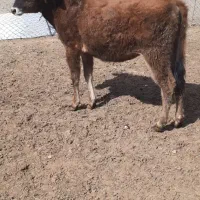 ۱عدد گوساله ماده برای نگهداری و قربانی ونظری