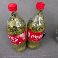 برگ‌ مو تازه و مختص خانم های حساس و با سلیقه