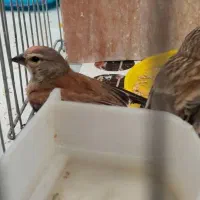 سینه سرخ