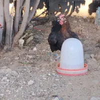مرغ وخروس