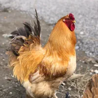 جوجه ۴۰ روزه