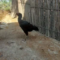 ماده مرغ سیاه زاغ خروس لل