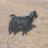 ۳ راس بز جوان