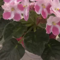 بنفشه آفریقایی