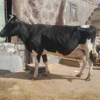 گاو گوساله هلشتاین