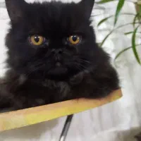 بچه گربه پرشین
