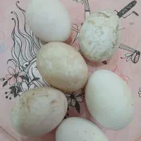 تخم غاز سفیدمعمولی نطفه دار