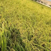 شالی دم سیاه آب چاه ،مینودشت