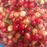 فروش گیلاس تازه