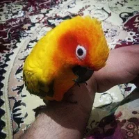 طوطی خورشیدی  گرینچیک  راهب  شاه طوطی  ملنگو