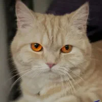 گربه بریتیش ماده