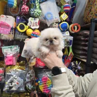 سگ پیکی نیز مهربون