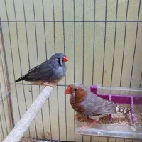 فنچ کینگ