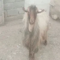 بزغاله نر