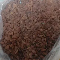 کشمش آفتابی