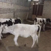 گوساله 3 عدد