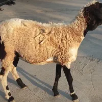 میش ماده سومال