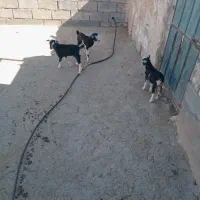 گوسفند بزغاله شیری
