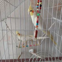 عروس هلندی