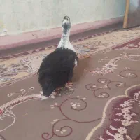 مرغابی|حیوانات مزرعه|ماهورمیلاتی, |دیوار