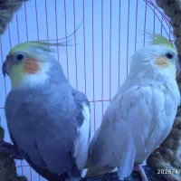 عروس هلندی