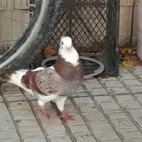 کبوتر