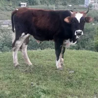 فروش تعدادی گوساله ماده