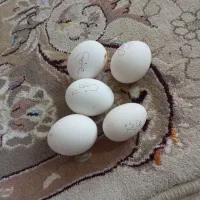 تخم مرغ گلین -مرندی