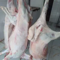 گوشت نر درجه یک