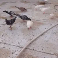 کفتر
