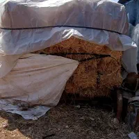 سوفال پیاز درجه یک