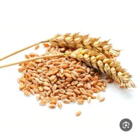 گندم نان نگار