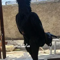 تخم اوشامو مشکی درجه یک لاری