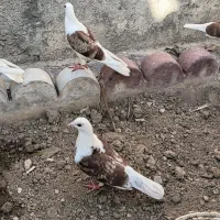 کبوتر