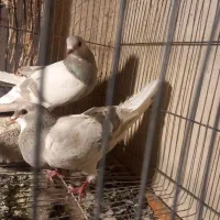 خرقه نقره ای جفت