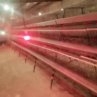 720سر قفس مرغ تخم گذار بسیار سالم