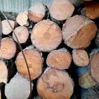 خرید و فروش چوب درخت و برش انواع درخت