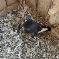 کبوتر