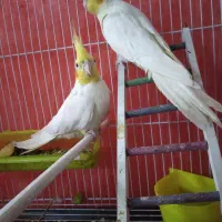 عروس هلندی
