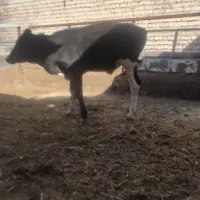 گوساله نر دورگ