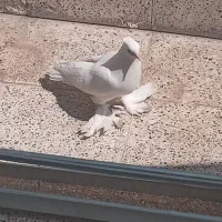 کفتر