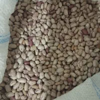 لوبیا چیتی طارم تازه پاک شده