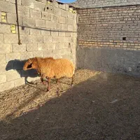 شیشک  برا نسل کشی