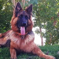 ژرمن گم شده