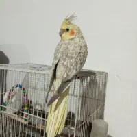 عروس‌هلندی‌نژادایزابلا