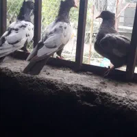 دوجفت سینه با دوجوجه